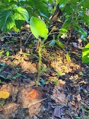 Piper auritum