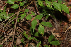 Archidendron grandiflorum