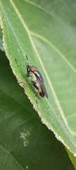 Idiella