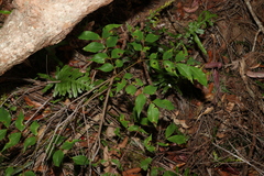 Archidendron grandiflorum