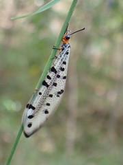 Myrmeleon erythrocephalus