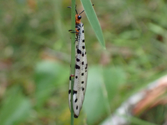 Myrmeleon erythrocephalus