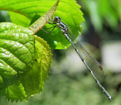 Austrolestes colensonis