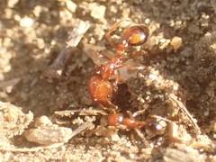 Solenopsis xyloni