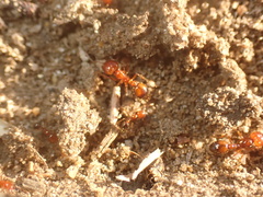 Solenopsis xyloni