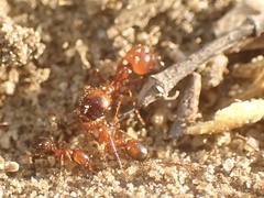 Solenopsis xyloni