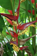 Heliconia platystachys