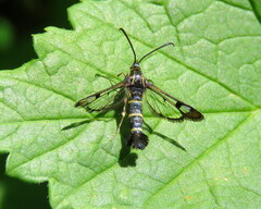 Synanthedon tipuliformis