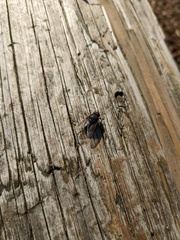 Calliphora vicina