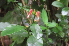 Euphorbia tithymaloides