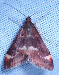 Pyrausta nicalis