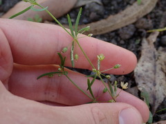 Mollugo verticillata