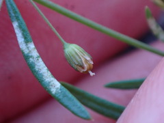 Mollugo verticillata