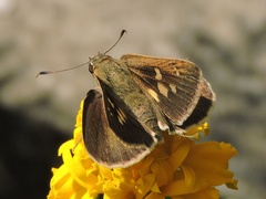 Suastus gremius