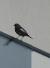 Phoenicurus ochruros