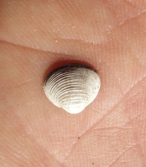 Sphaerium striatinum