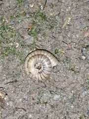 Cylindroiulus punctatus