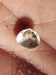 Sphaerium striatinum