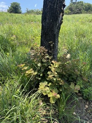 Dombeya rotundifolia