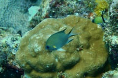Pycnochromis amboinensis
