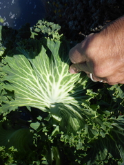 Brassica oleracea