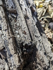 Camponotus subbarbatus