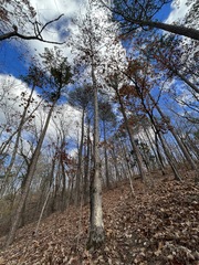 Quercus alba