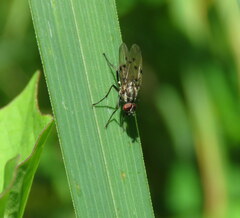 Anthomyia punctipennis