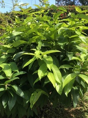 Syzygium nervosum