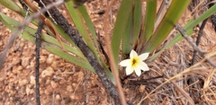 Sisyrinchium