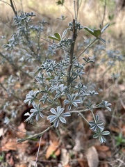 Lupinus albifrons