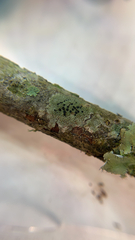 Caliciaceae