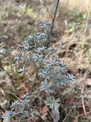 Lupinus albifrons