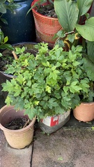 Artemisia lactiflora