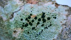 Caliciaceae