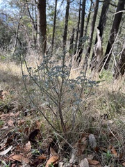 Lupinus albifrons
