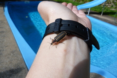 Pyractomena borealis