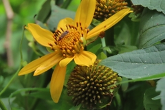 Tithonia diversifolia
