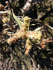 Rumex fueginus
