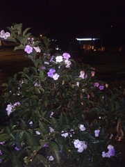 Brunfelsia
