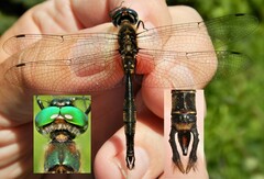 Somatochlora walshii