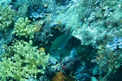 Pycnochromis amboinensis