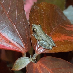 Scinax staufferi