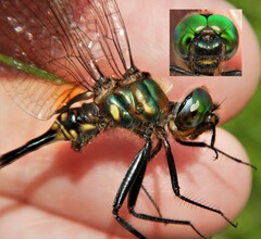 Somatochlora walshii