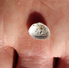 Sphaerium striatinum