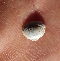 Sphaerium striatinum