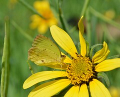 Abaeis salome jamapa