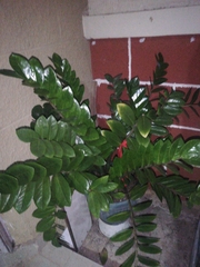 Zamioculcas