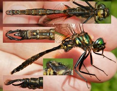 Somatochlora walshii