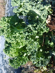Brassica oleracea